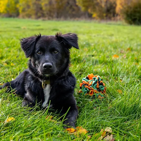 アパート Freesenbruch 2 1 - Moewennest ツィングシュト